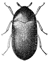 Rug Beetle